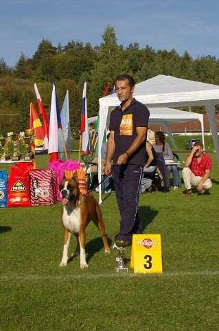 www.boxer-show.eu